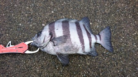 岸壁ジギング楽しい