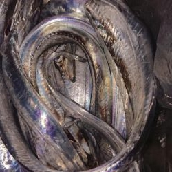 タチウオ釣れたけど