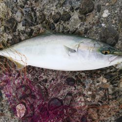 呑ませでハマチ