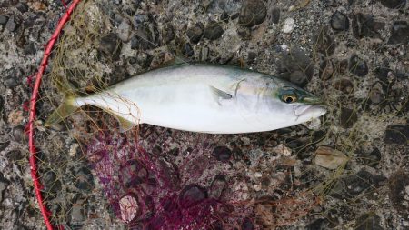 呑ませでハマチ