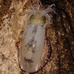 でました今季最高