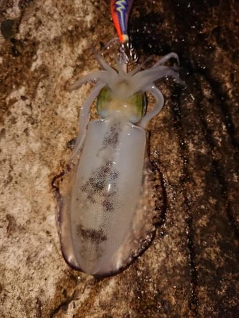 でました今季最高