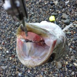 デイシーバス釣り