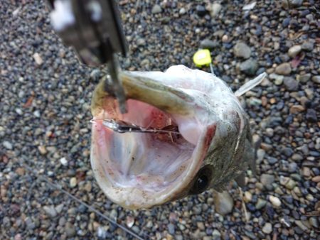 デイシーバス釣り
