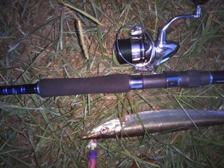 はじめて釣りました(カマス)