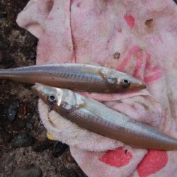 暴風雨の播磨新島でキス爆釣