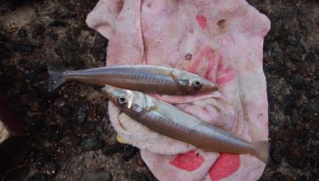 暴風雨の播磨新島でキス爆釣
