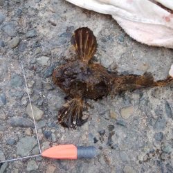 北風強い播磨新島釣行