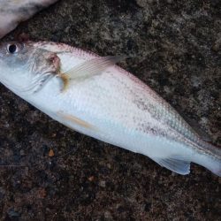 雨の播磨新島で爆釣