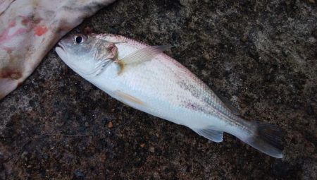 雨の播磨新島で爆釣