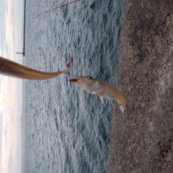 台風接近直前の播磨新島釣行