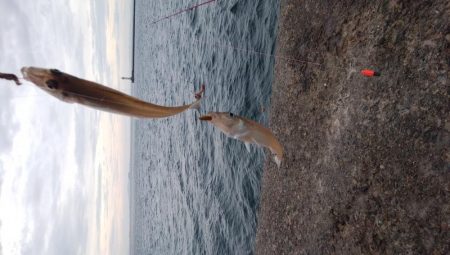 台風接近直前の播磨新島釣行