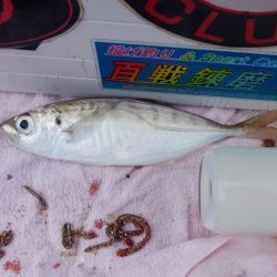 台風通過後の播磨新島釣行