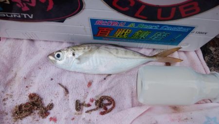 台風通過後の播磨新島釣行