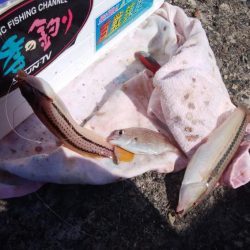 キスが消えた播磨新島釣行