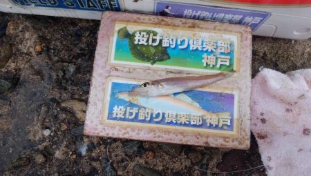 活性が戻り始めた播磨新島釣行