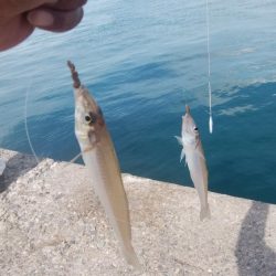 好釣果続く播磨新島釣行