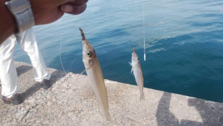 好釣果続く播磨新島釣行