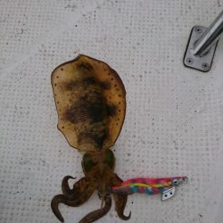 ボートエギング２