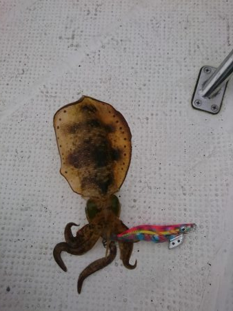 ボートエギング２