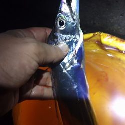 厳しかった～。タチウオ。