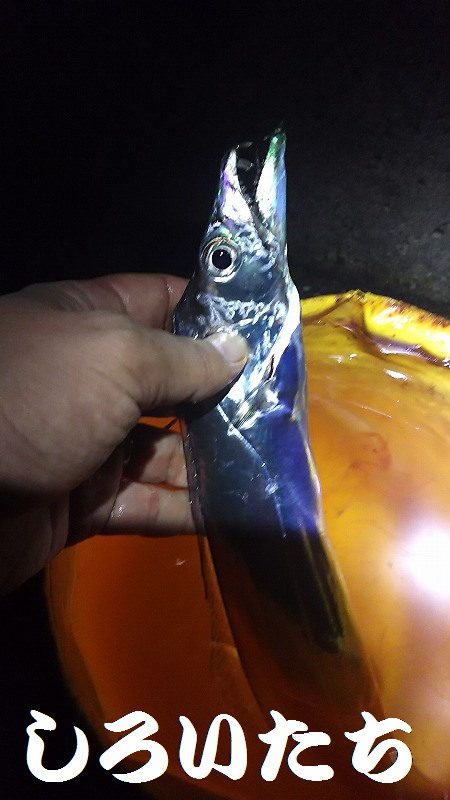 厳しかった～。タチウオ。