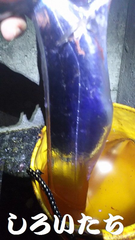 タチウオからのツバス