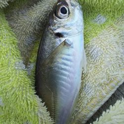 チヌ狙いがいつの間にかアジ釣りに・・・・