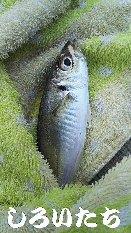 チヌ狙いがいつの間にかアジ釣りに・・・・