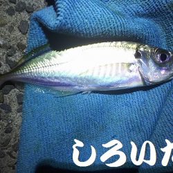 アジ釣りに行く。
