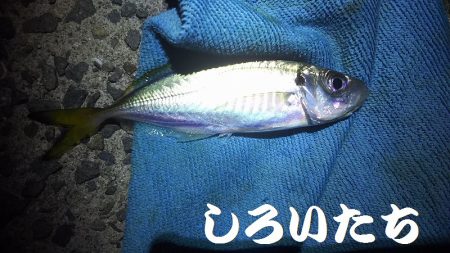アジ釣りに行く。
