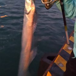 爆釣!タチウオ。