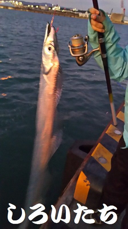 爆釣!タチウオ。