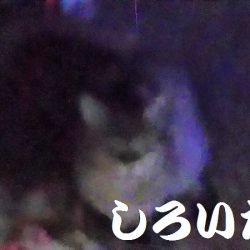 雨はアジが好調。