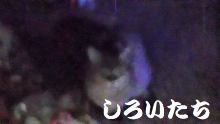 雨はアジが好調。