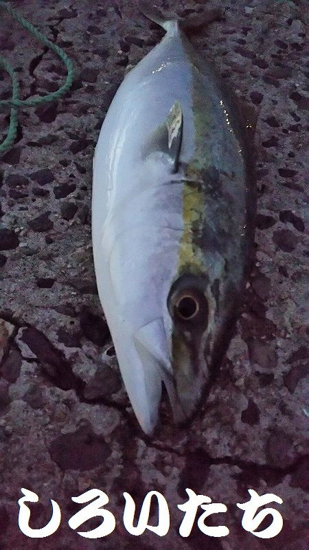 復活したようです。