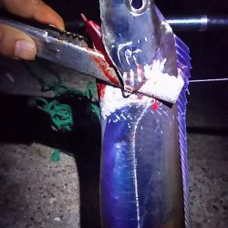 タチウオ釣り。いいサイズが釣れました。