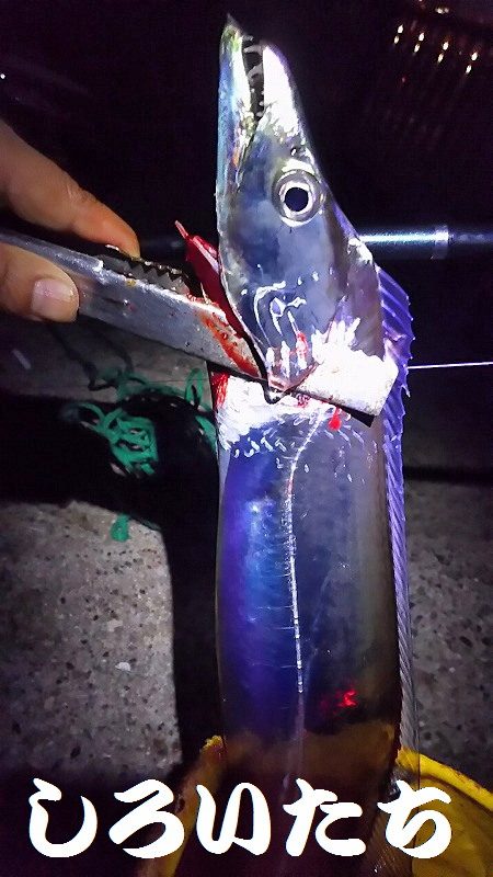 タチウオ釣り。いいサイズが釣れました。