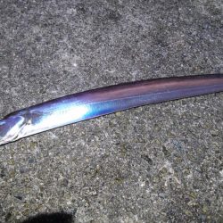 ジグでハマチ、テンヤでタチウオ