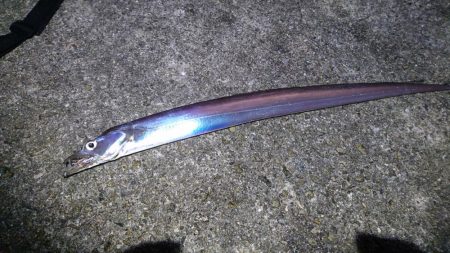 ジグでハマチ、テンヤでタチウオ