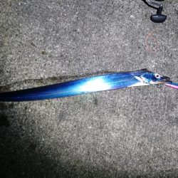 サワラ、タチウオ、ハマチ、アジ