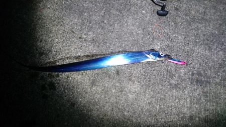 サワラ、タチウオ、ハマチ、アジ