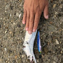 ショアジギング 渋ーい