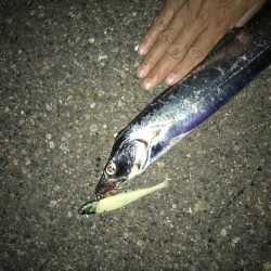 10月29日太刀魚、久しぶりの、２ケタ