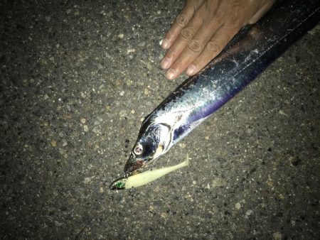 10月29日太刀魚、久しぶりの、２ケタ