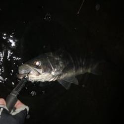 マイワシパターン?