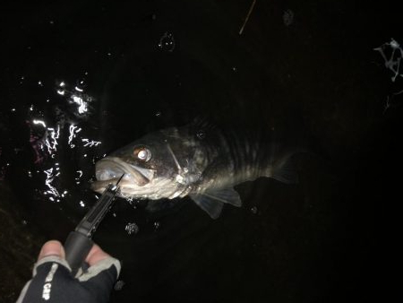 マイワシパターン?