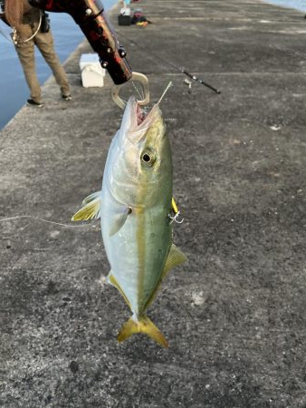 久々ショアジギ