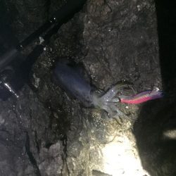 子供とエギングバトル