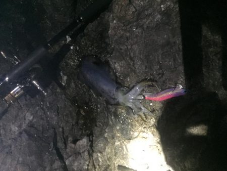 子供とエギングバトル